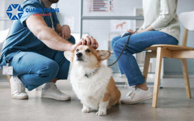 Bạn có phù hợp với Đại học Bác sĩ thú y?