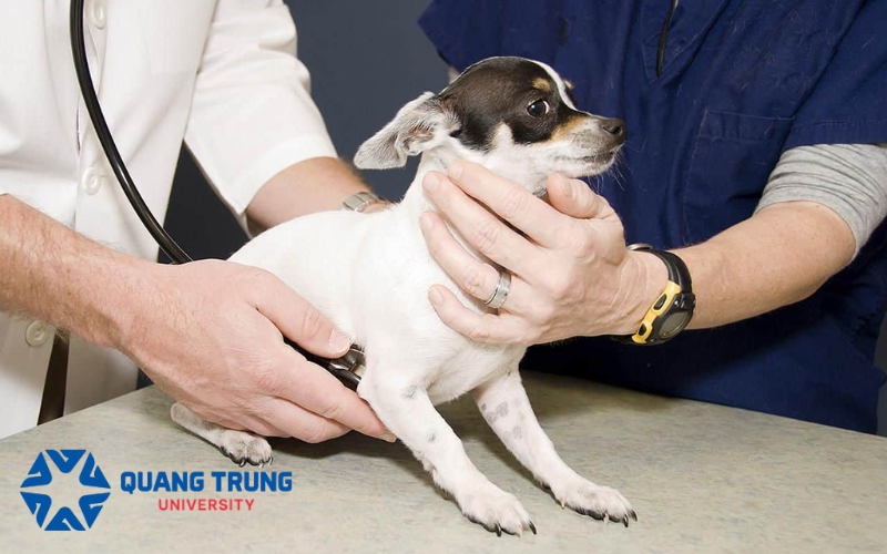 Giới thiệu chương trình Đại học Bác sĩ Thú Y vừa học vừa làm