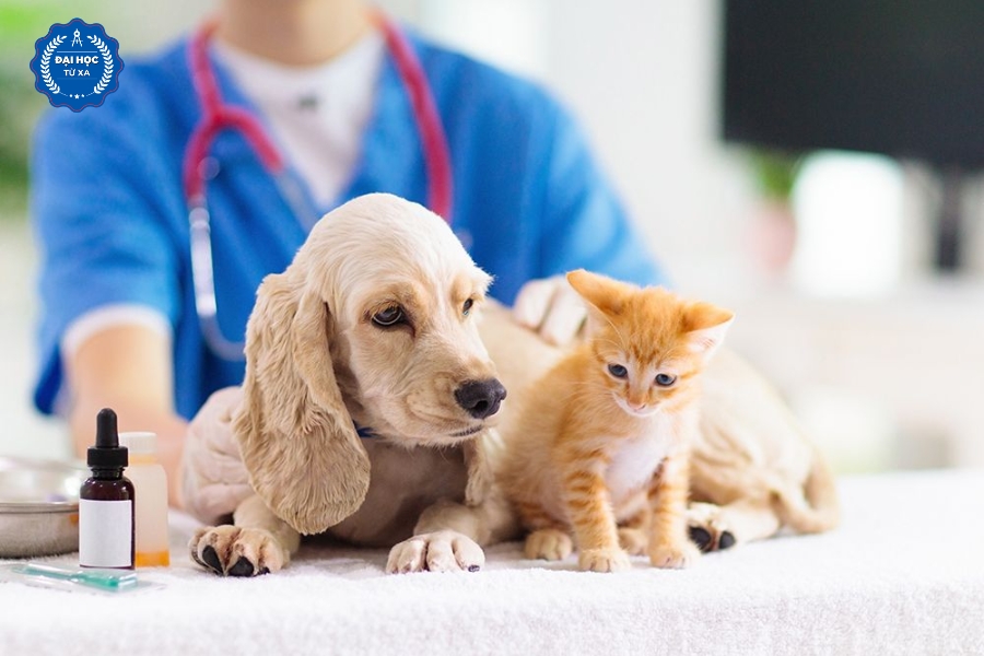 Công việc sau khi tốt nghiệp Đại học Bác sĩ Thú Y vừa học vừa làm là gì?