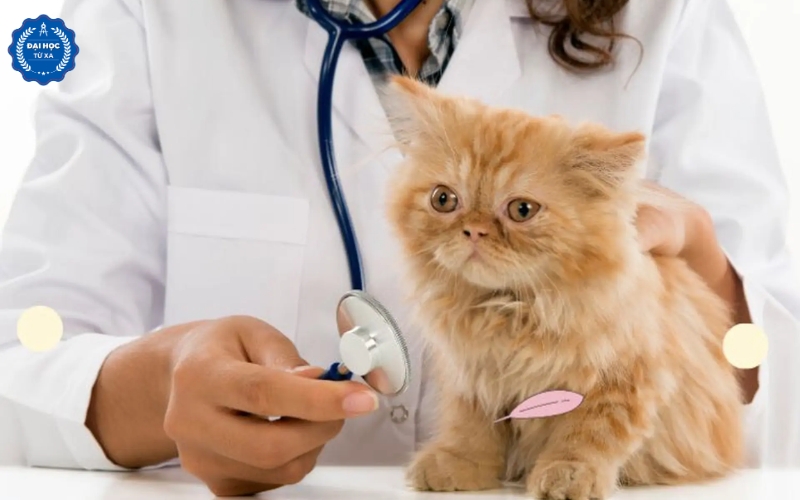 Đại học Bác sĩ Thú y có dễ xin việc không?