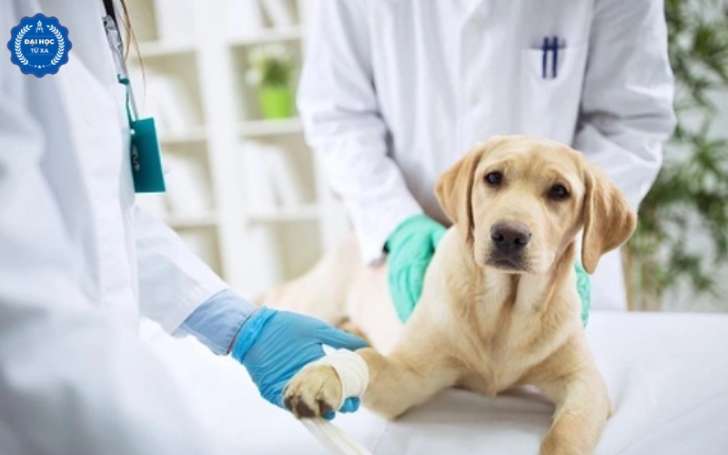 Mức lương Đại học Bác sĩ Thú y có cao không?