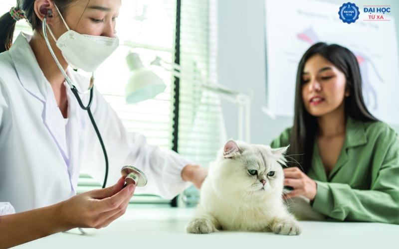 Bằng Đại học Bác sĩ Thú y online mang lại giá trị gì?