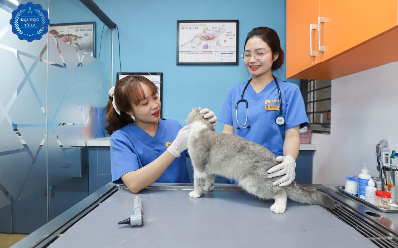 Địa chỉ học online ngành Bác sĩ Thú y ở đâu uy tín?