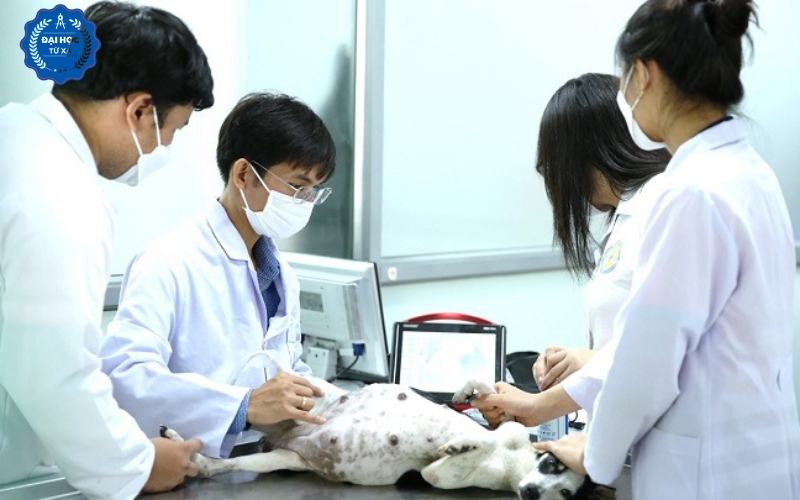 Học online ngành Bác sĩ Thú y ra trường làm gì?