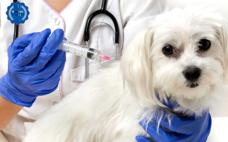 Học Liên thông online ngành Bác sĩ Thú y ở đâu uy tín nhất