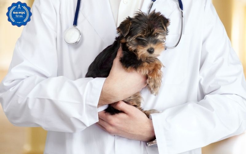Thông báo tuyển sinh Liên thông online ngành Bác sĩ Thú y