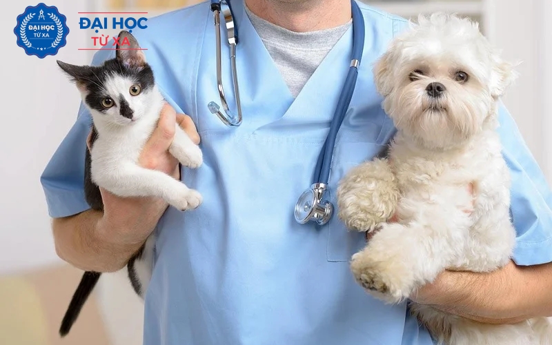 Học trực tuyến ngành Bác sĩ Thú y có khác gì so với học trực tiếp