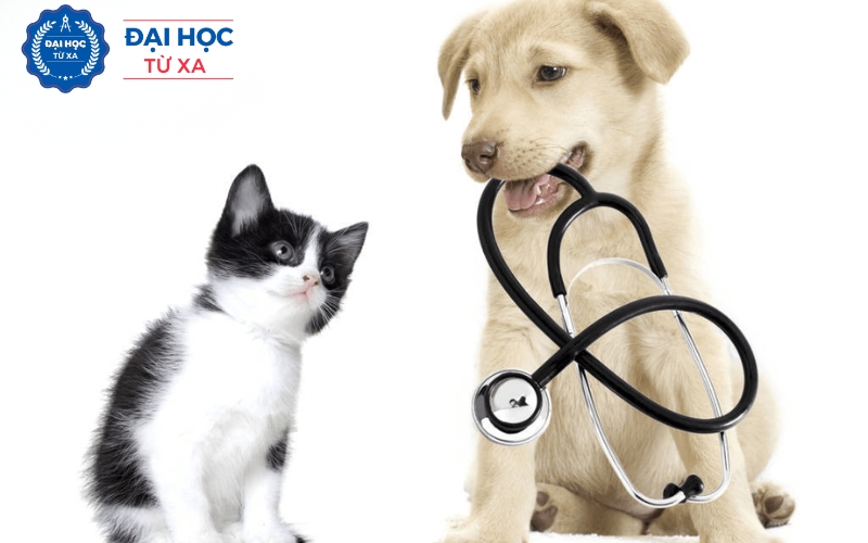 Liên thông Đại học Thú Y là gì?