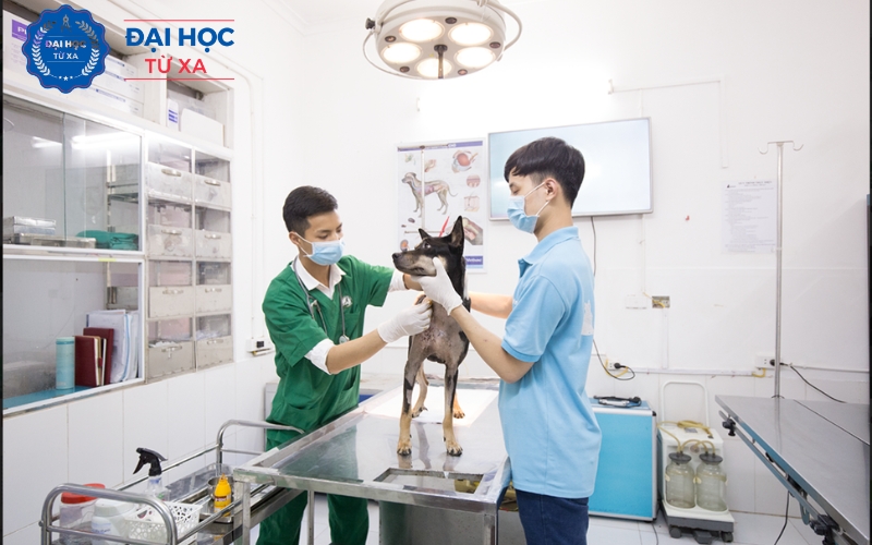 Lý do người học nên chọn Liên thông Đại học Thú Y