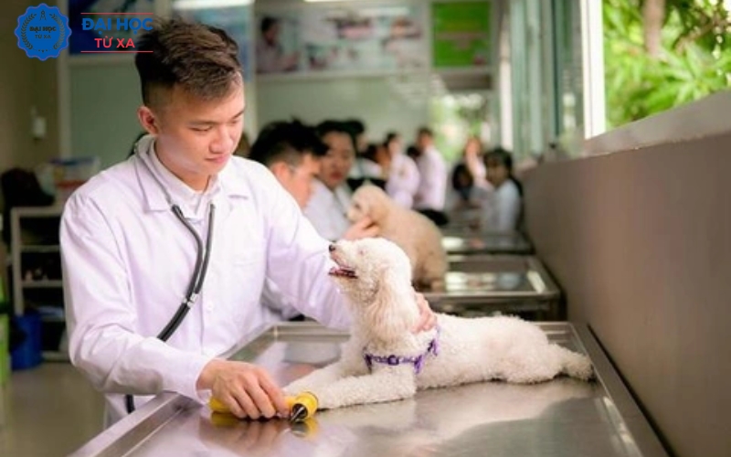 Vì sao nhiều người chọn học Đại học ngành Bác sĩ Thú y online?