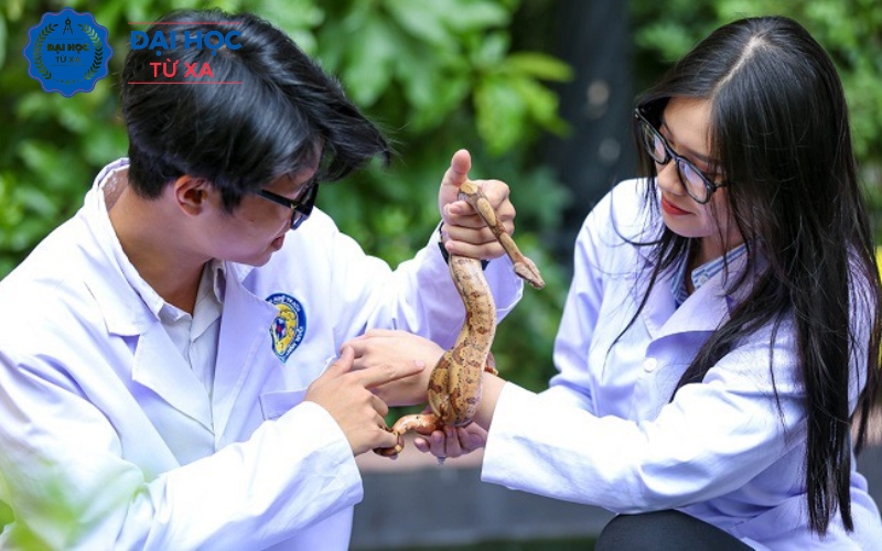 Đào tạo Liên thông ngành Bác sĩ Thú y sẽ học những gì?