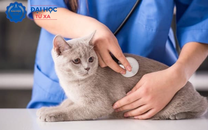 Mức học phí Liên thông ngành Bác sĩ Thú y có cao không?