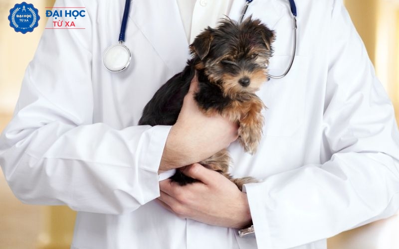 Trường đào tạo Liên thông ngành Bác sĩ Thú y được nhiều người lựa chọn