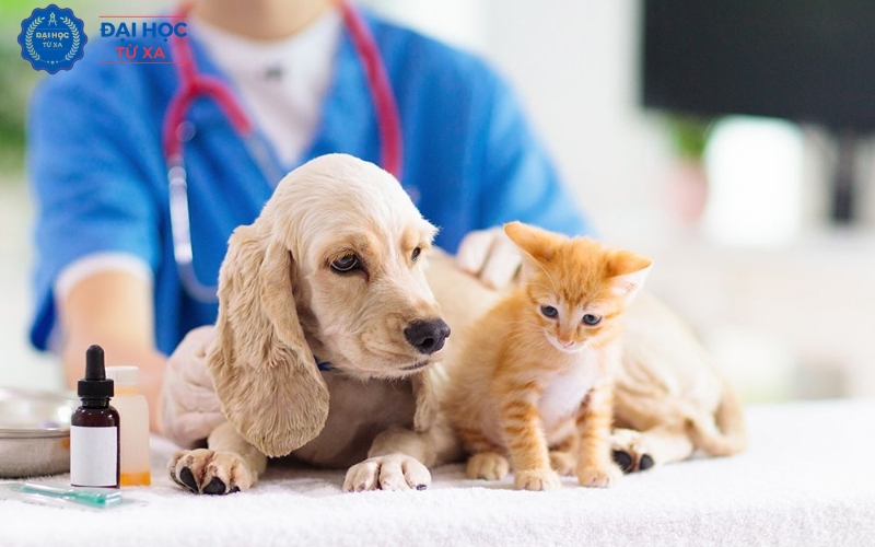 Vì sao nhiều người chọn Liên thông ngành Bác sĩ Thú y?