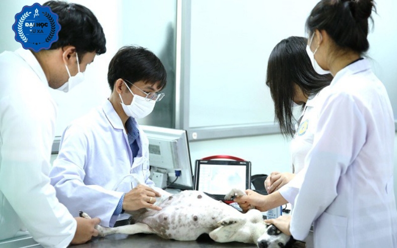 Chương trình Đại học Bác sĩ Thú y hệ Từ xa học những gì?