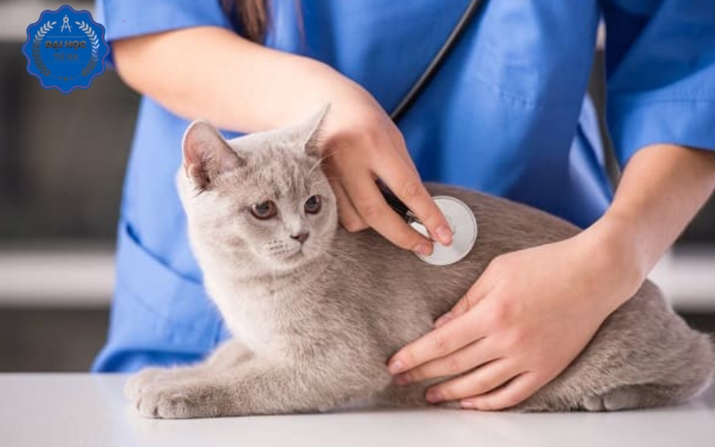 Đại học Bác sĩ Thú y hệ Từ xa là gì?