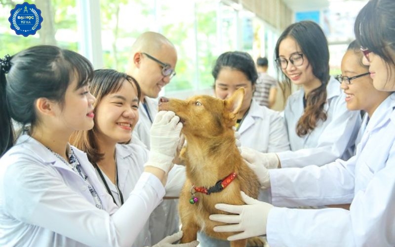 Thông báo tuyển sinh Văn bằng 2 ngành Bác sĩ Thú y tại Daihoctuxa.info