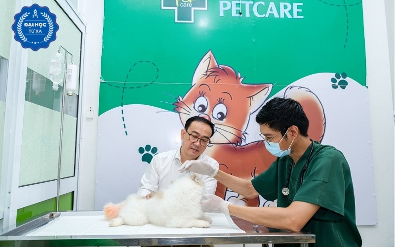 Tốt nghiệp Liên thông Đại học Thú y hệ Từ xa được cấp bằng gì?